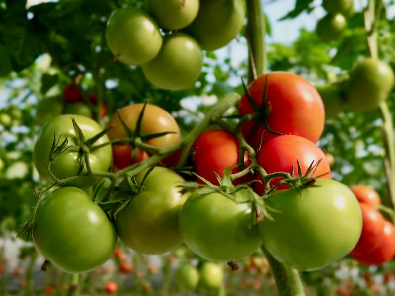 Świeże pomidory z naszego gospodarstwa