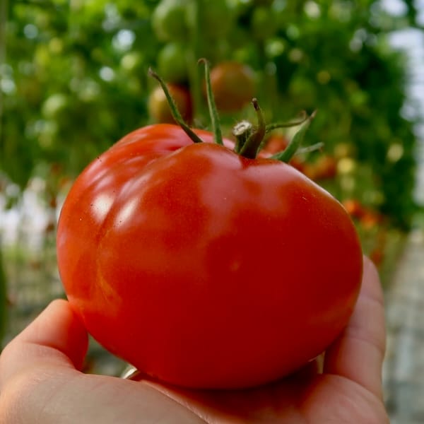 Świeże pomidory z naszego gospodarstwa